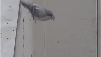 Rola Se M*ta Ao Vivo No Instagram: A Transmissão Mais Quente E Proibida