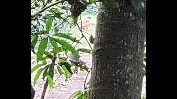 Desi Gadis Liar Di Alam Terbuka