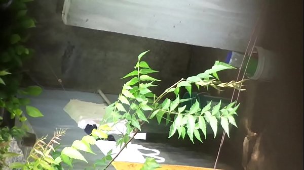 Desi Bhabhi Yang Menggoda Dengan Tubuh Seksi Dan Nafsu Membara